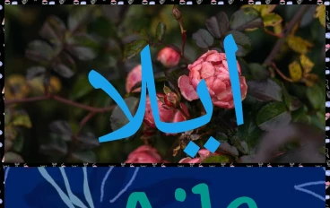 معنى اسم ايلا وحكم تسميته 