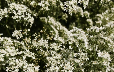  الكمون : نبات عشبي حولي ينتمي إلى فصيلة الخيميات (Apiaceae)