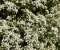  الكمون : نبات عشبي حولي ينتمي إلى فصيلة الخيميات (Apiaceae)