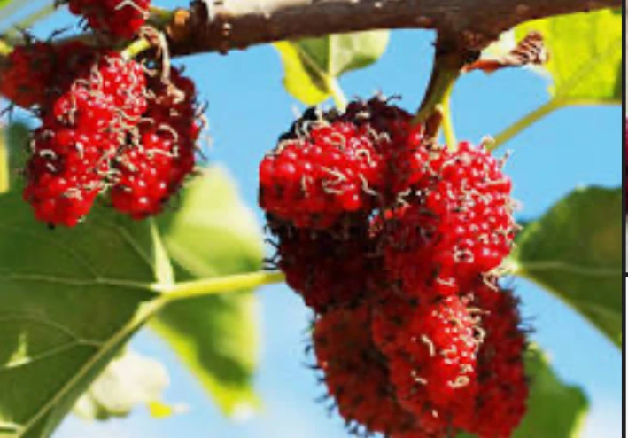 فوائد وأضرار التوت الأحمر