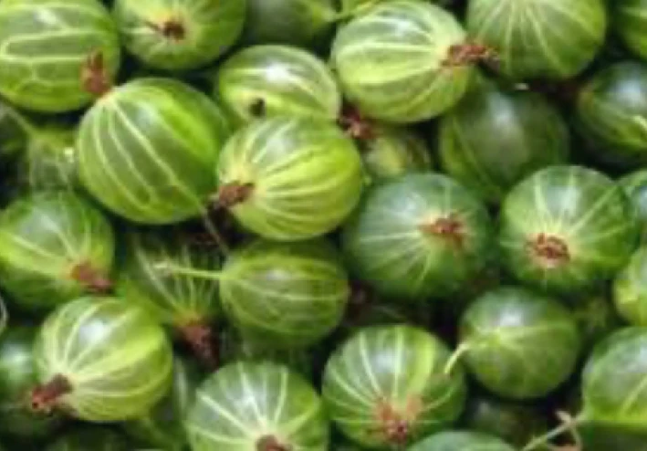 فوائد وأضرار فاكهه الثعلب الهندي