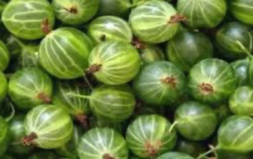 فوائد وأضرار فاكهه الثعلب الهندي 
