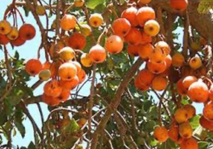 فوائد وأضرار فاكهه الجميز