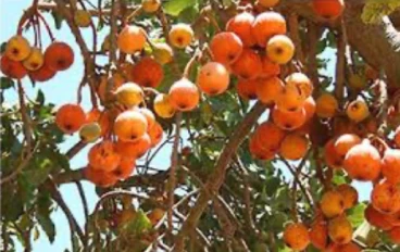 فوائد وأضرار فاكهه الجميز 