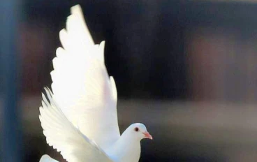 قصيدة أطع أمرنا نرفع لأجلك حجبنا
