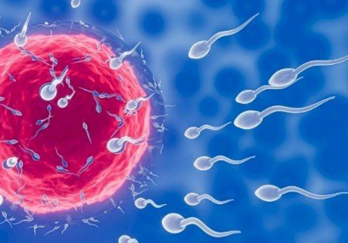 معلومات لمعرفة أيام  عملية التبويض.
