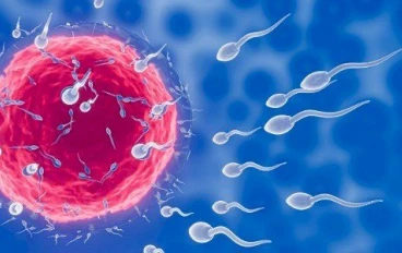 معلومات لمعرفة أيام  عملية التبويض.