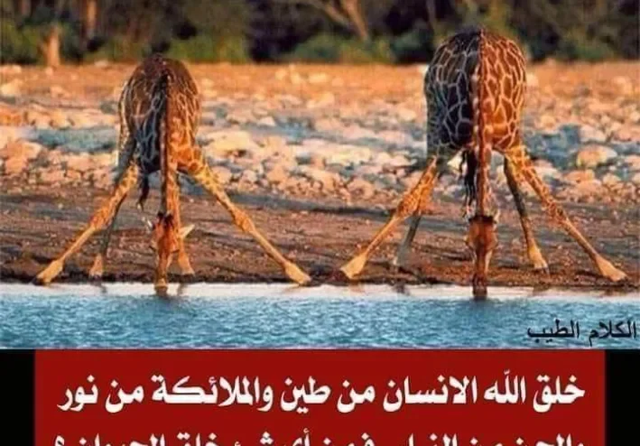 من ماذا خلقت الحيوانات؟