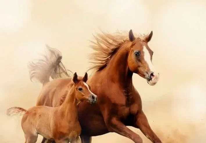 سيف الله المسلول