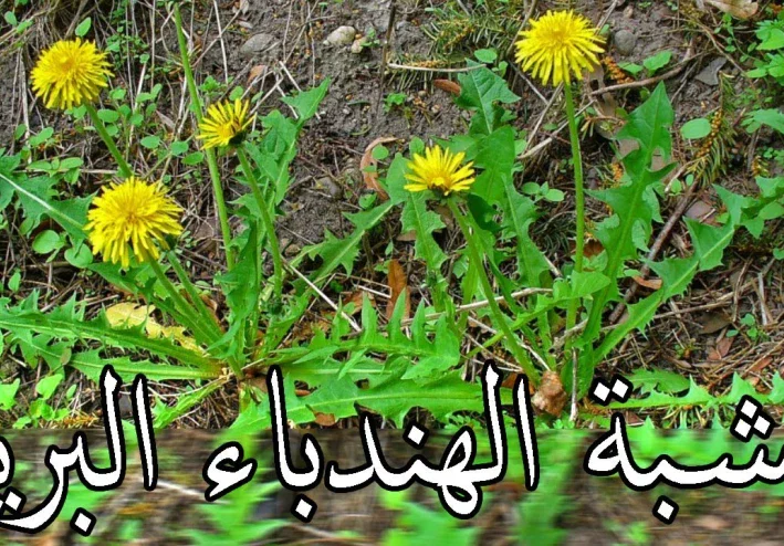 لماذا يجب علينا استخدام الهندباء البرية؟