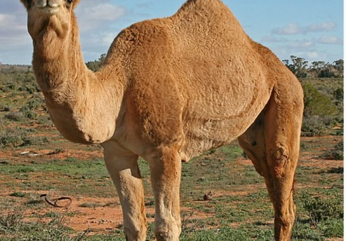 لماذا أمرنا النبي بالوضوء بعد اكل لحم الابل