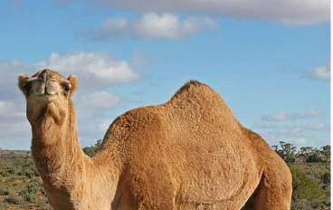 لماذا أمرنا النبي بالوضوء بعد اكل لحم الابل