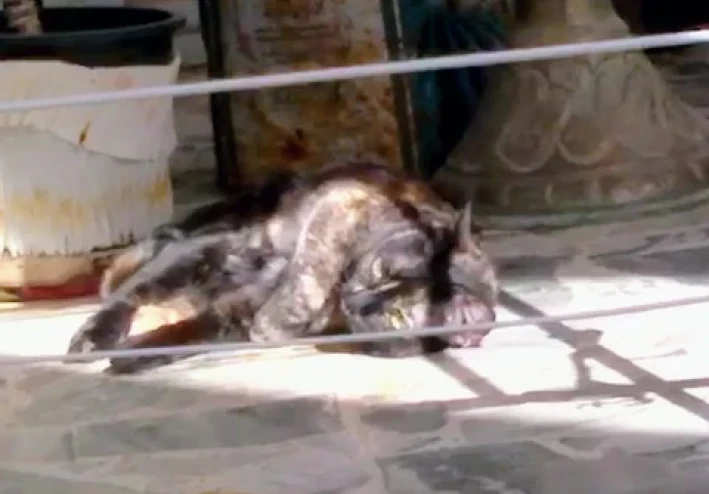 أنا وقطتي جاكي😻