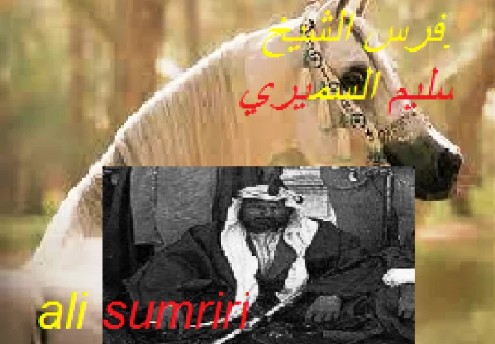 فرس الشيخ سليم  السميري (الجرادى )
