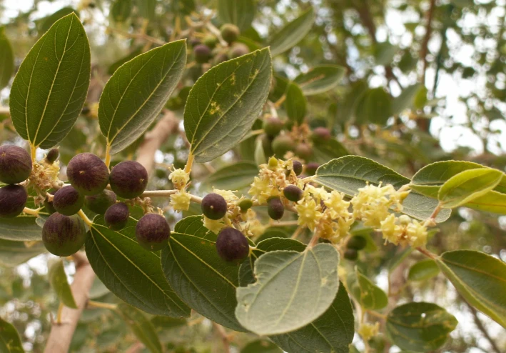فوائد السدر العظيمة في علاج السحر