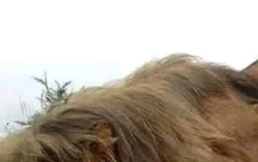 قصة الأسد والفأرين والثعبان والعقارب
