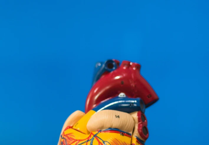 GPNMB: Unlocking New Potential in Cardiovascular Disease Treatment