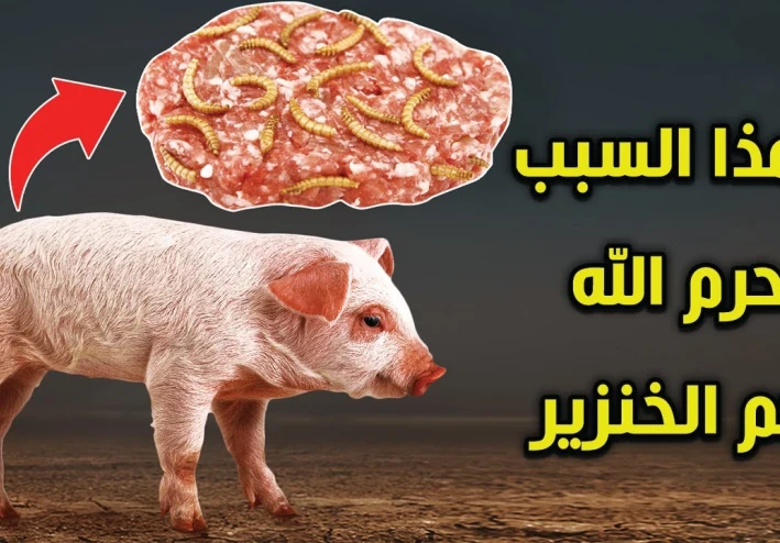 لماذا الله حرام أكل الخنزير ألماني سال ألماني مسلم  كانت هذه الإجابة