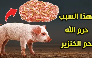 لماذا الله حرام أكل الخنزير ألماني سال ألماني مسلم  كانت هذه الإجابة
