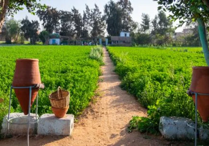 تطور الزراعة فى مصر من عصر الفراعنة الى الوقت الحاضر