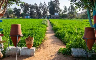 تطور الزراعة فى مصر من عصر الفراعنة الى الوقت الحاضر