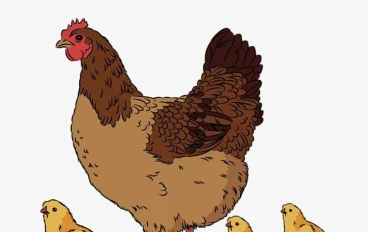 قصة الدجاجة الطيبة و أطفالها الصغار