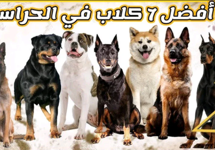 أقوى أنواع الكلاب: رفقاء مخلصون وحماة شرسون