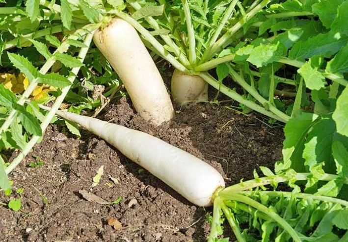 Health Benefits of Radishes: Why This Nutrient-Rich Vegetable Should Be in Your Diet