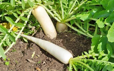 Health Benefits of Radishes: Why This Nutrient-Rich Vegetable Should Be in Your Diet