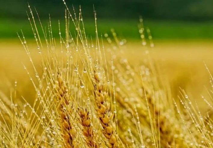 فوائد الشعير واستخدامات منتجات الشعير