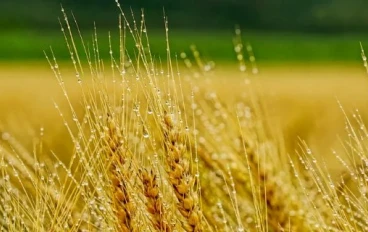 فوائد الشعير واستخدامات منتجات الشعير