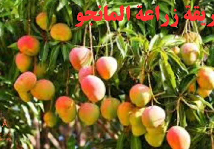 طريقة زراعة المانجو