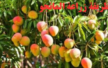 طريقة زراعة المانجو