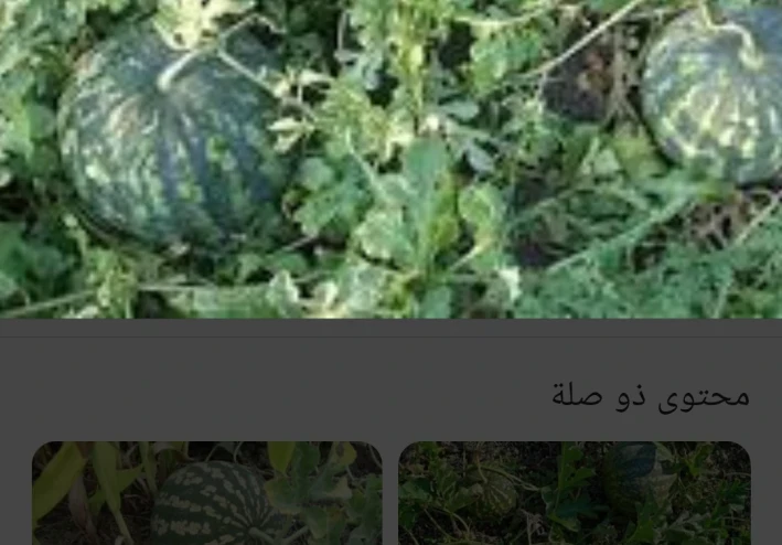ما هو نبات الحنظل وما هي فوائده هيا نتعرف عليه
