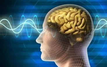 تعرف على(١٠) حقائق مهمة ومثيرة عن الدماغ