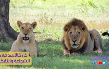 الجرأة و الشغف و المثابرة و الارادة و التصميم و كل ما يتعلق بهذه الأقوال 