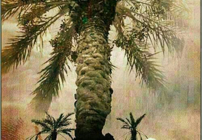قصة السيدة مريم ابنة عمران