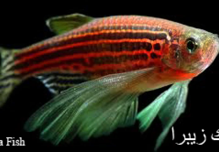 اسماك الزينة سمك زيبرا  Zebra Fish