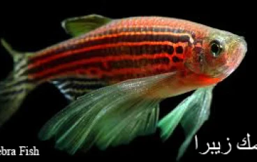 اسماك الزينة سمك زيبرا  Zebra Fish
