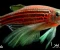 صورة مقال اسماك الزينة سمك زيبرا  Zebra Fish