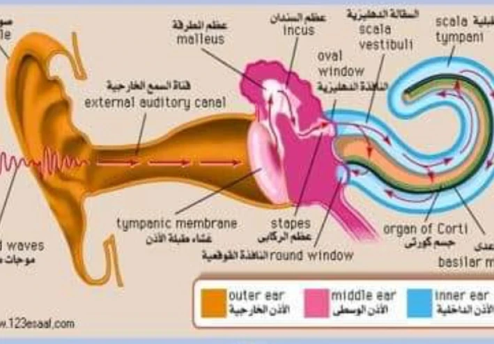 وظائف الاذن وتقنية زرع الحلزون/استطباباته/مستقبله