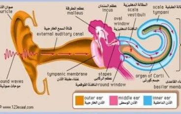وظائف الاذن وتقنية زرع الحلزون/استطباباته/مستقبله