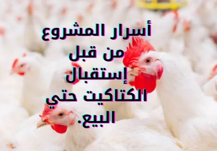 أسرار مشروع تربية الدواجن البيضاء