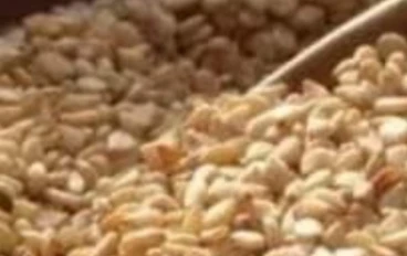 فوائد السمسم الغذائية والعلاجية واستعمالاته