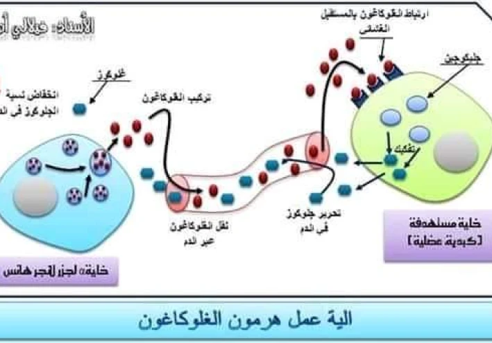 ما الأنسولين وما مقاومه الأنسولين