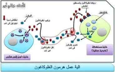 ما الأنسولين وما مقاومه الأنسولين 