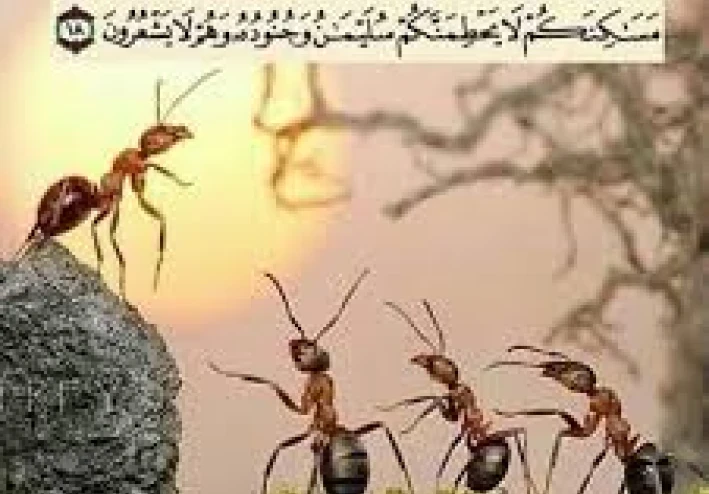 قصة النمل مع سيدنا سليمان