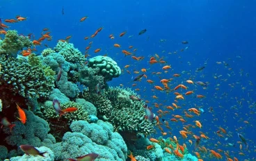 The world of the sea and the ocean