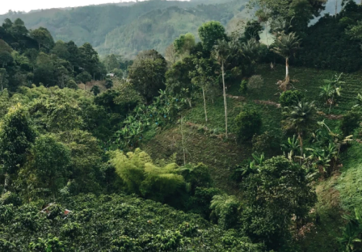 أشجار البن: أصنافها ، تكاثرها ، زراعتها  Coffee trees: varieties, reproduction, cultivation