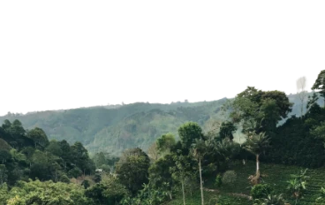 أشجار البن: أصنافها ، تكاثرها ، زراعتها  Coffee trees: varieties, reproduction, cultivation